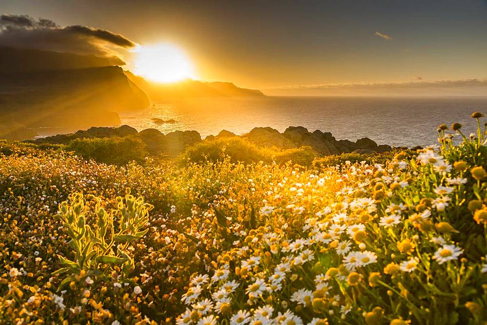 Rocky coast at the Ponta da Sao Lourenco and spring flowers at sunset, Eastern tip of the island, Madeira, Portugal, Atlantic, Europe