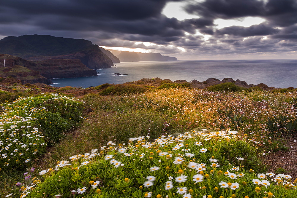 Rocky coast at the Ponta da Sao Lourenco and spring flowers at sunset, Eastern tip of the island, Madeira, Portugal, Atlantic, Europe