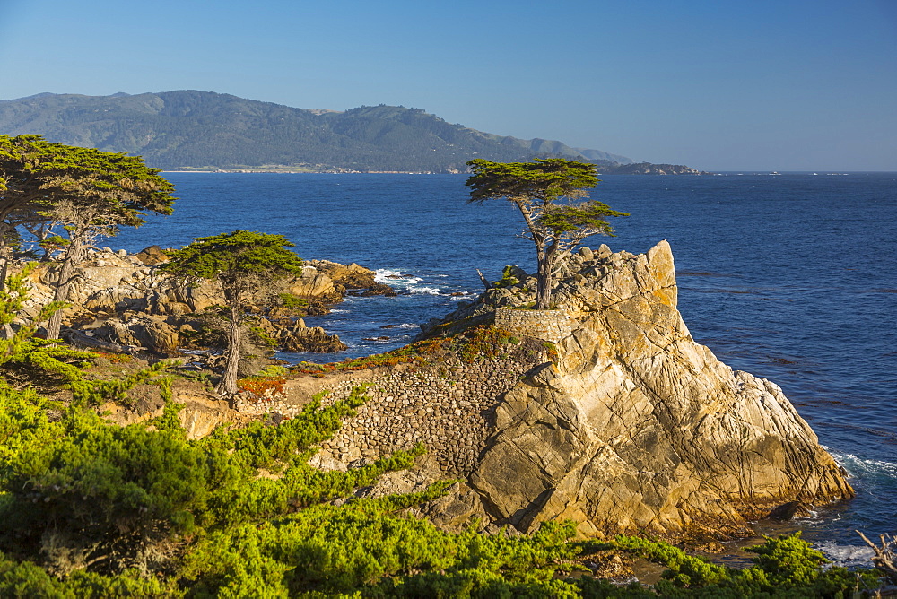 View of Carmel Bay and Lone Cypress at Pebble Beach, 17 Mile Drive, Peninsula, Monterey, California, United States of America, North America