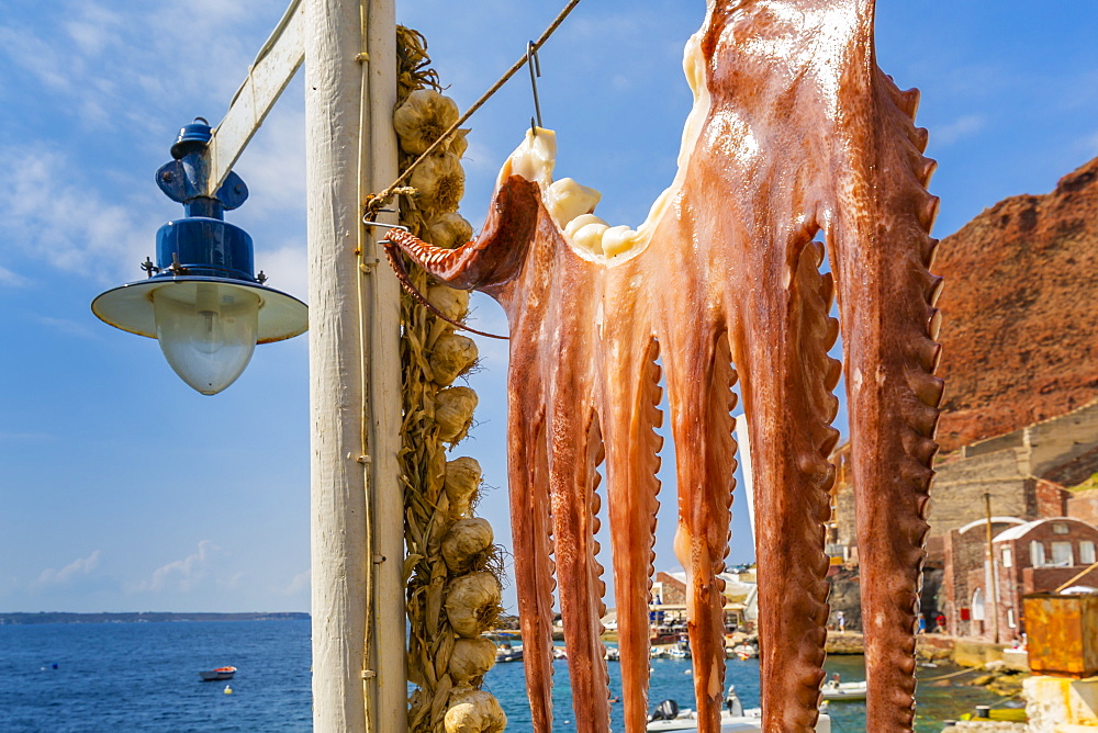 Octopus hung up to dry in harbour of Oia village, Santorini, Cyclades, Aegean Islands, Greek Islands, Greece, Europe