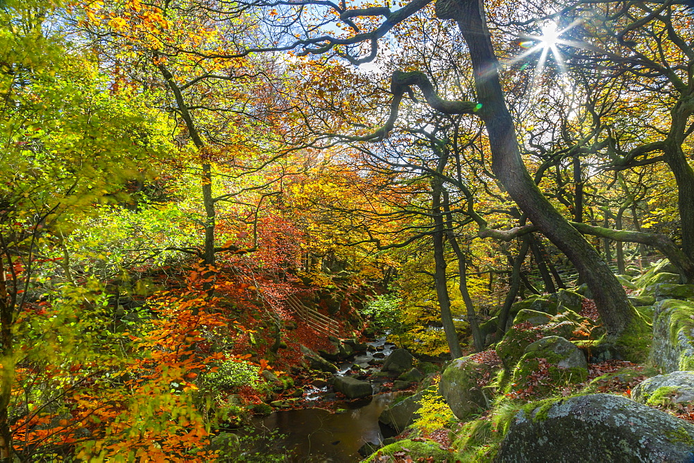 Trees over Burbage Brook during autumn in Peak District National Park, England, Europe