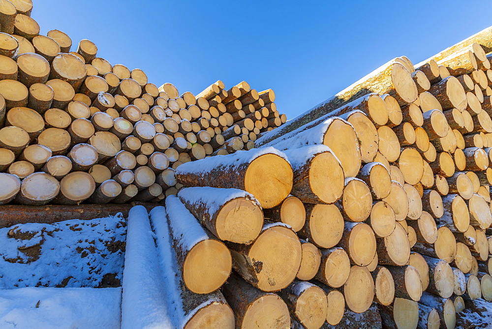 Log piles in snow in Carezza, Italy, Europe