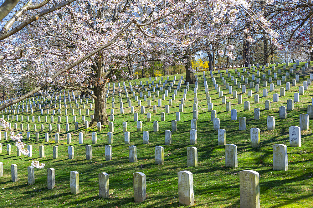 View of gravestones in Arlington National Cemetery in springtime, Washington D.C., United States of America, North America