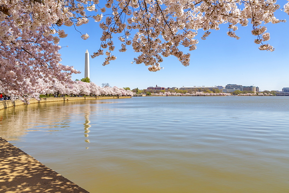 Washington Monument and cherry blossom trees, Washington D.C., United States of America, North America