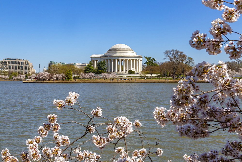 View of the Thomas Jefferson Memorial, Tidal Basin and cheery blossom trees, Washington D.C., United States of America, North America