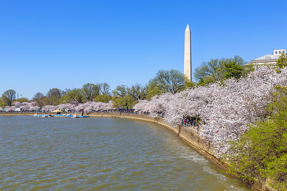 View of the Washington Monument and cherry blossom trees, Washington D.C., United States of America, North America