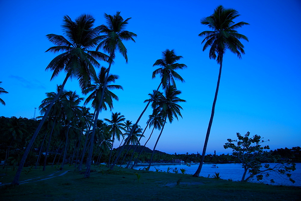 Palm trees and beach at dusk, Morris Bay, St. Mary, Antigua, Leeward Islands, West Indies, Caribbean, Central America 