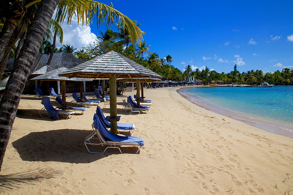 Palm trees and beach, Morris Bay, St. Mary, Antigua, Leeward Islands, West Indies, Caribbean, Central America