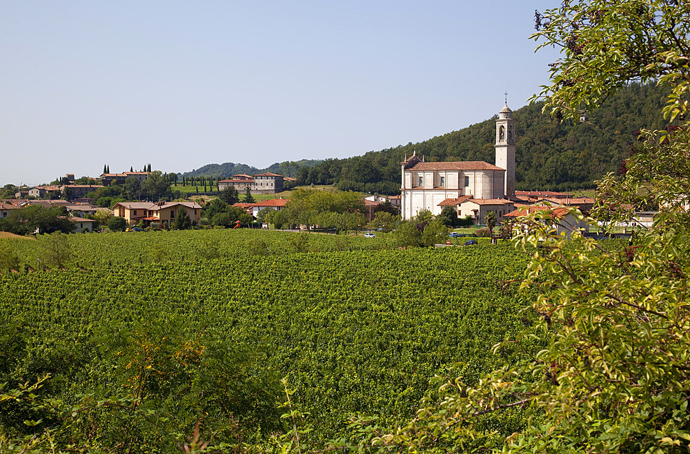 Village church and vineyard near Parma, Emilia Romagna, Italy, Europe