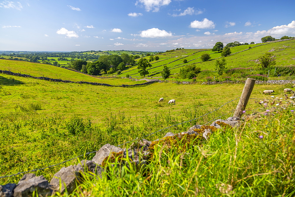 View of dry stone walls and countryside near Brassington, Derbyshire Dales, Derbyshire, England, United Kingdom, Europe