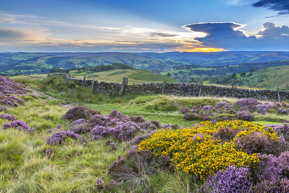 View of flowering heather on Stanage Edge and Hope Valley at sunset, Hathersage, Peak District National Park, Derbyshire, England, United Kingdom, Europe