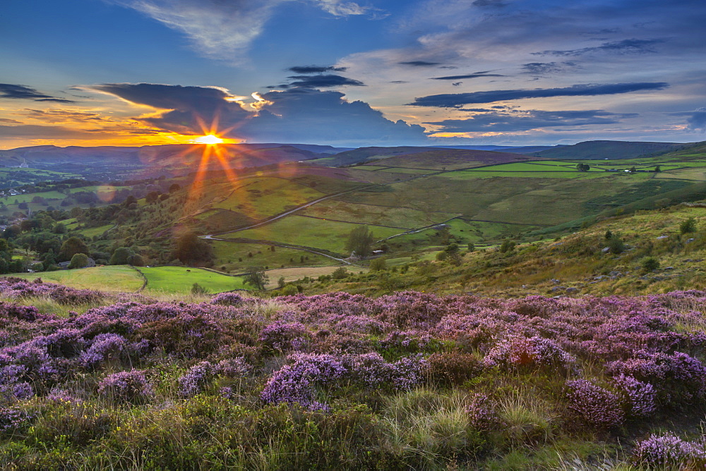 View of flowering heather on Stanage Edge and Hope Valley at sunset, Hathersage, Peak District National Park, Derbyshire, England, United Kingdom, Europe