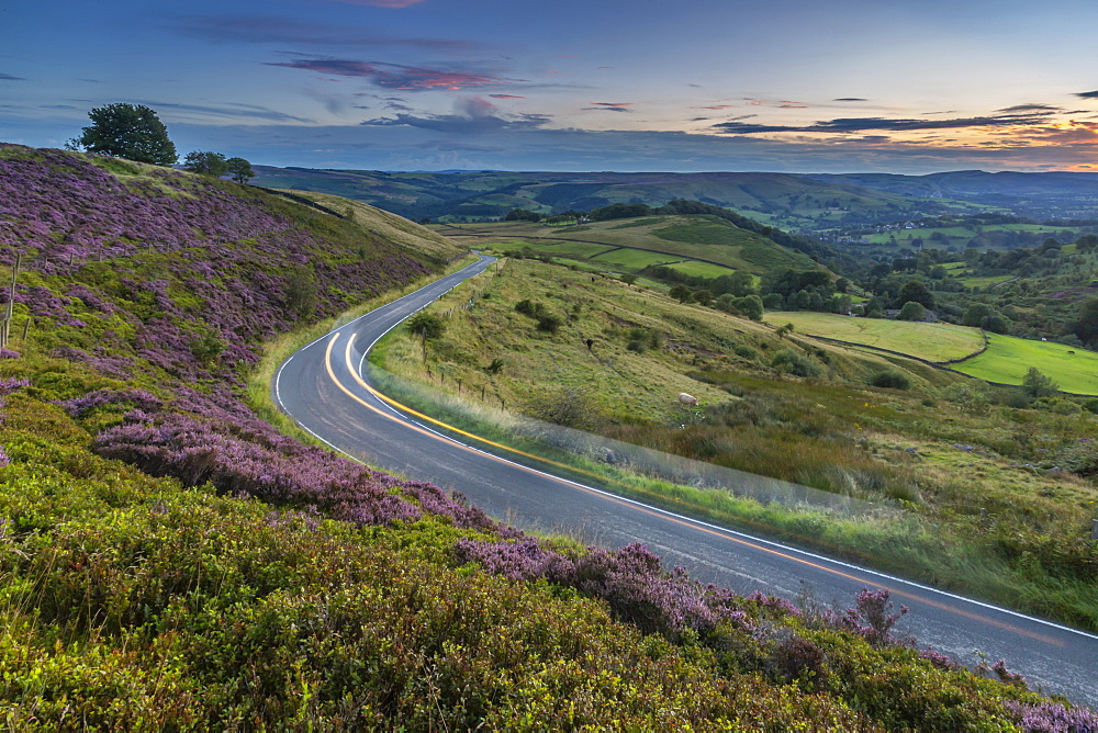 View of flowering heather on Stanage Edge and Hope Valley at sunset, Hathersage, Peak District National Park, Derbyshire, England, United Kingdom, Europe