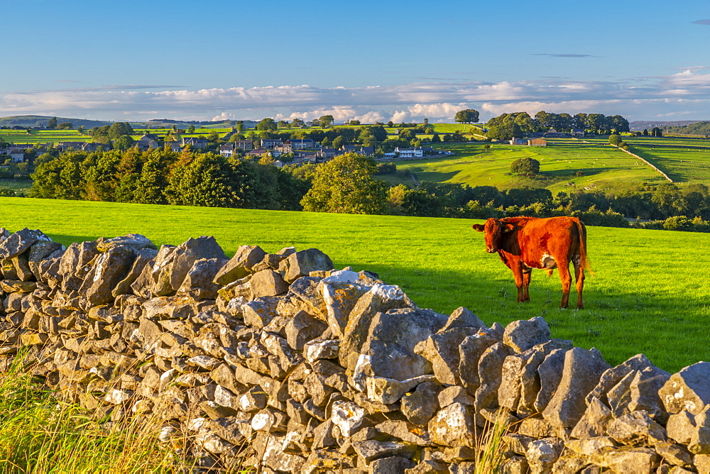 View of dry stone walls and Over Haddon village, Peak District National Park, Derbyshire, England, United Kingdom, Europe