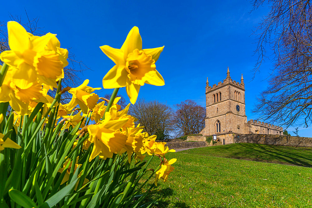 View of daffodils and St. Leonard's Church, Scarcliffe near Chesterfield, Derbyshire, England, United Kingdom, Europe