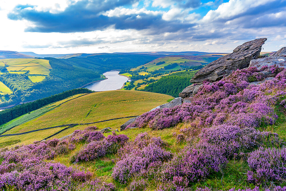 View of Ladybower Reservoir and flowering purple heather on Derwent Edge, Peak District National Park, Derbyshire, England, United Kingdom, Europe