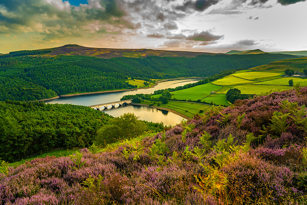 View of Ladybower Reservoir and flowering purple heather, Peak District National Park, Derbyshire, England, United Kingdom, Europe