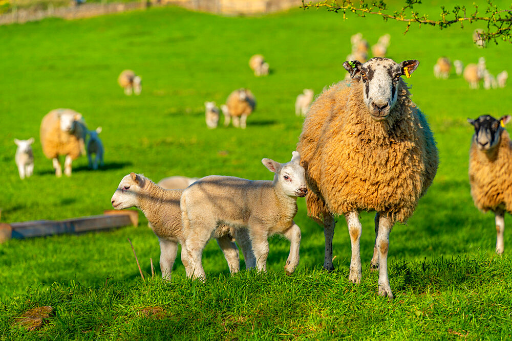 View of sheep and spring lambs in Elmton Village, Bolsover, Chesterfield, Derbyshire, England, United Kingdom, Europe