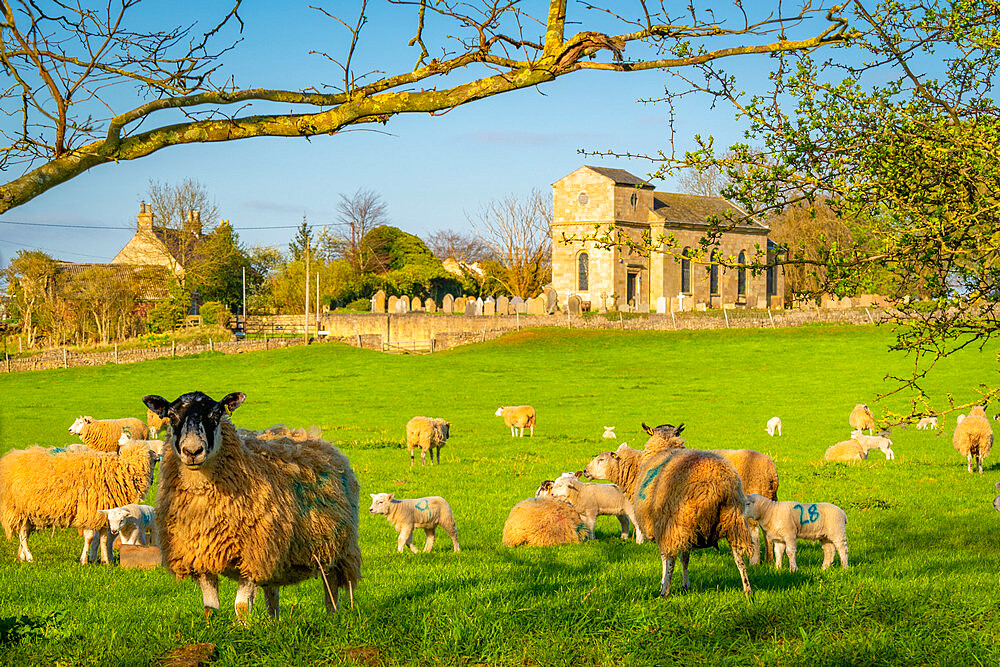 View of sheep and spring lambs in Elmton Village, Bolsover, Chesterfield, Derbyshire, England, United Kingdom, Europe