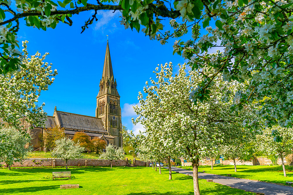 View of St. Peter's Church and spring blossom, Edensor Village, Chatsworth Park, Bakewell, Derbyshire, England, United Kingdom, Europe