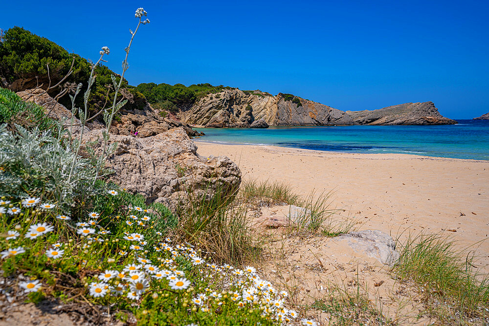 View of beach and spring flowers in Arenal d'en Castell, Es Mercadal, Menorca, Balearic Islands, Spain, Mediterranean, Europe