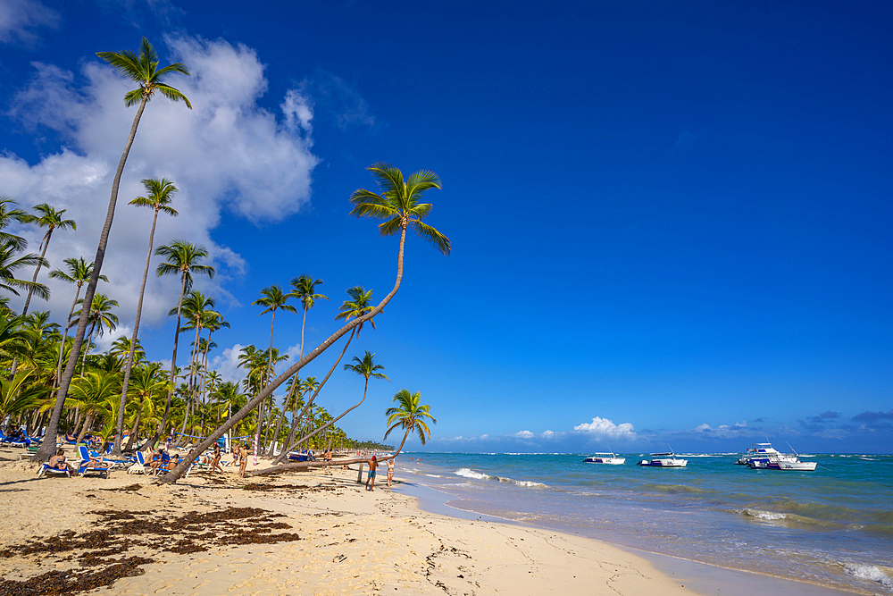 View of sea, beach and palm trees on a sunny day, Bavaro Beach, Punta Cana, Dominican Republic, West Indies, Caribbean, Central America