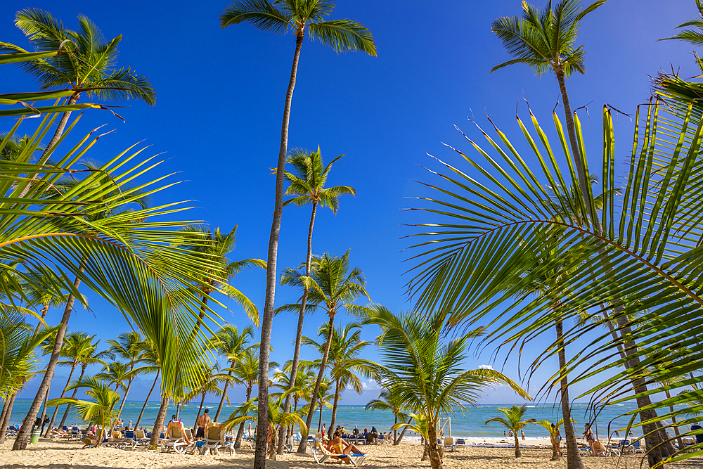 View of sea, beach and palm trees on a sunny day, Bavaro Beach, Punta Cana, Dominican Republic, West Indies, Caribbean, Central America