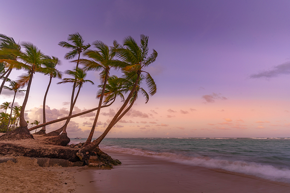 View of palm trees on Bavaro Beach at sunset, Punta Cana, Dominican Republic, West Indies, Caribbean, Central America