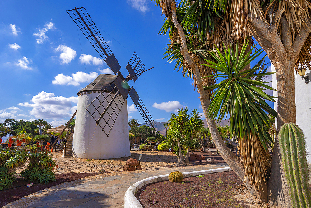 View of traditional windmill, Museum (Museo) del Queso Majorero, Antigua, Fuerteventura, Canary Islands, Spain, Atlantic, Europe