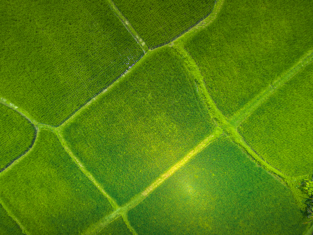 Aerial view of Kajeng Rice Field, Gianyar Regency, Bali, Indonesia, South East Asia, Asia