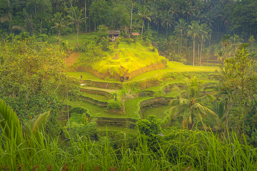 View of Tegallalang Rice Terrace, UNESCO World Heritage Site, Tegallalang, Kabupaten Gianyar, Bali, Indonesia, South East Asia, Asia