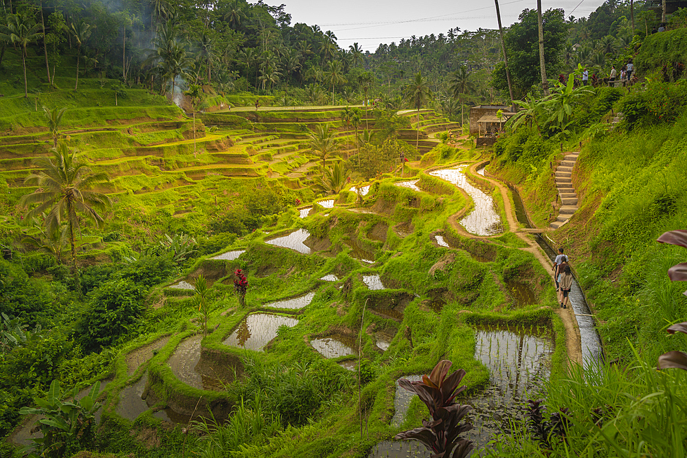 View of Tegallalang Rice Terrace, UNESCO World Heritage Site, Tegallalang, Kabupaten Gianyar, Bali, Indonesia, South East Asia, Asia