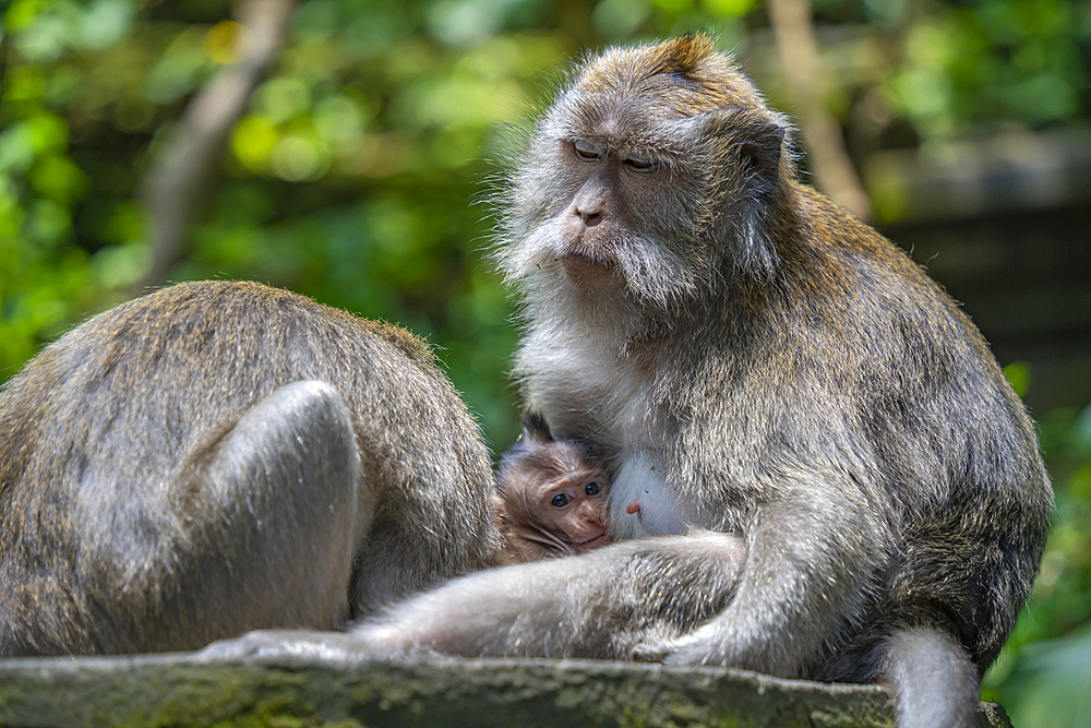 Long tailed Macaque monkeys in Sacred Monkey Forest Sanctuary, Ubud, Kecamatan Ubud, Kabupaten Gianyar, Bali, Indonesia, South East Asia, Asia