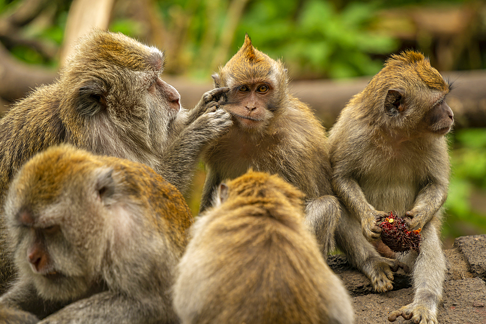 Long tailed Macaque monkeys on roadside, Kabupaten Buleleng, Gobleg, Bali, Indonesia, South East Asia, Asia