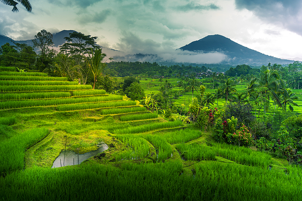 View of Sidemen Rice Terrace, Sidemen, Kabupaten Karangasem, Bali, Indonesia, South East Asia, Asia