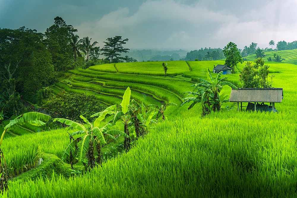 View of Sidemen Rice Terrace, Sidemen, Kabupaten Karangasem, Bali, Indonesia, South East Asia, Asia