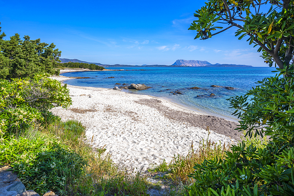 View of Spiaggia Cala d'Ambra beach and Isola di Tavolara in background, San Teodoro, Sardinia, Italy, Mediterranean, Europe