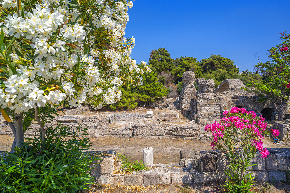 View of Ancient Agora and flowering trees, Kos Town, Kos, Dodecanese, Greek Islands, Greece, Europe