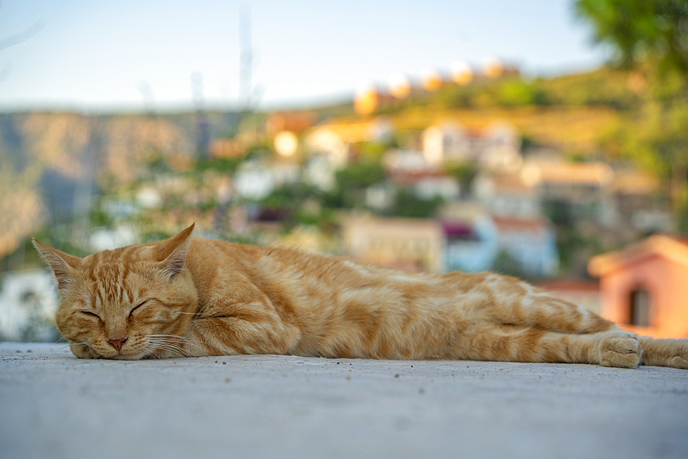 Cat dozing in Assos in golden hour, Assos, Kefalonia, Ionian Islands, Greek Islands, Greece, Europe