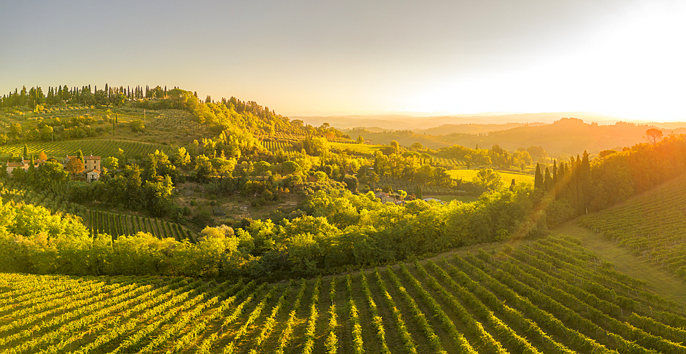 Elevated view of vineyards near San Gimignano at sunrise, San Gimignano, Tuscany, Italy, Europe