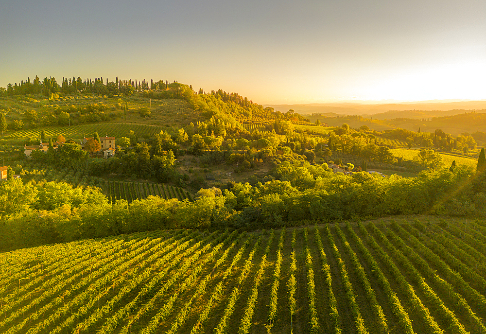 Elevated view of vineyards near San Gimignano at sunrise, San Gimignano, Tuscany, Italy, Europe