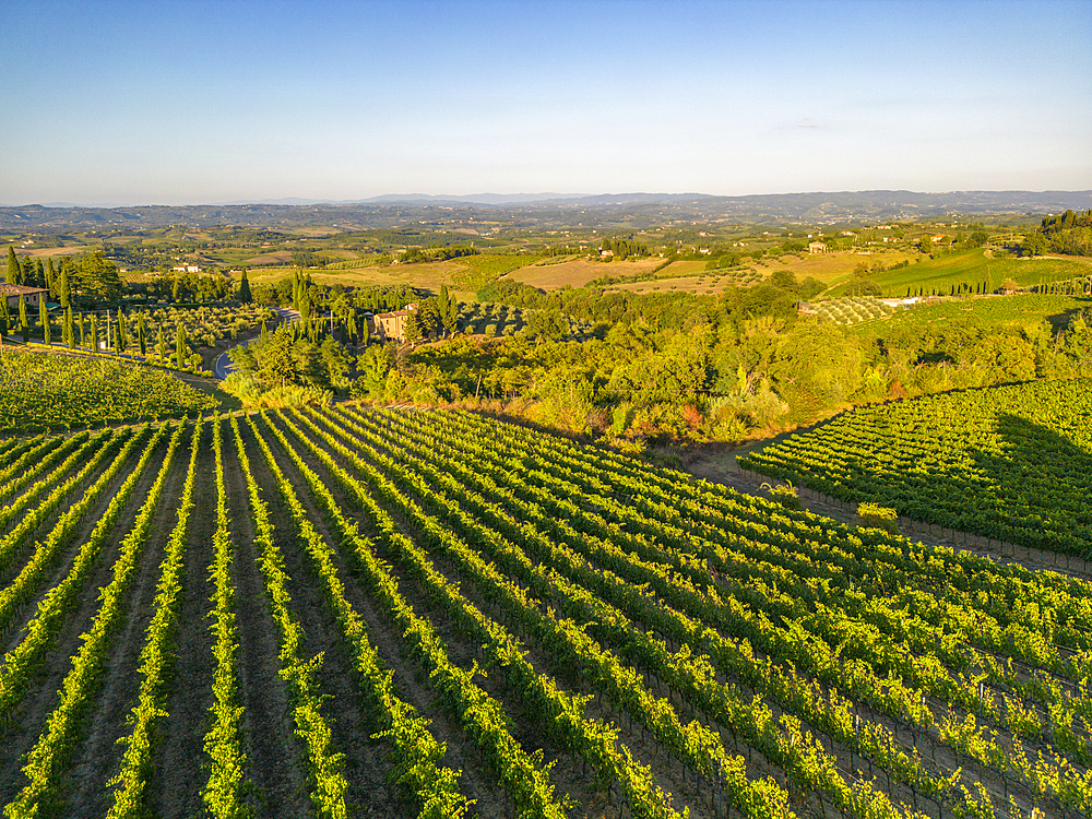 Elevated view of vineyards near San Gimignano at sunrise, San Gimignano, Tuscany, Italy, Europe