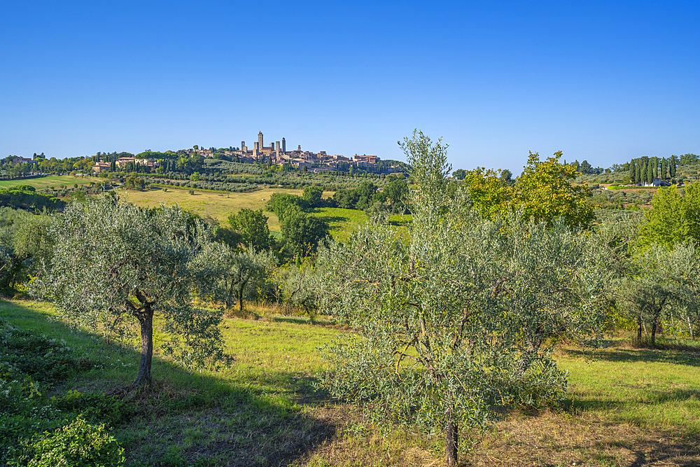 View of olive trees and landscape with San Gimignano in background, San Gimignano, Province of Siena, Tuscany, Italy, Europe