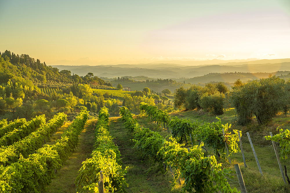 View of vineyards and landscape at sunrise near San Gimignano, San Gimignano, Province of Siena, Tuscany, Italy, Europe