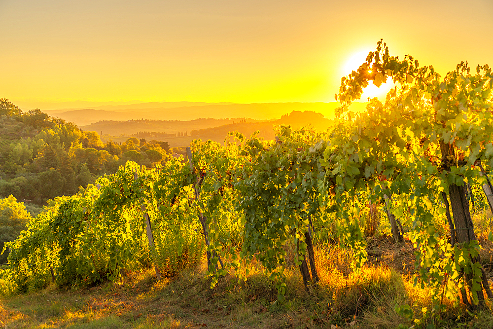 View of vineyards and landscape at sunrise near San Gimignano, San Gimignano, Province of Siena, Tuscany, Italy, Europe