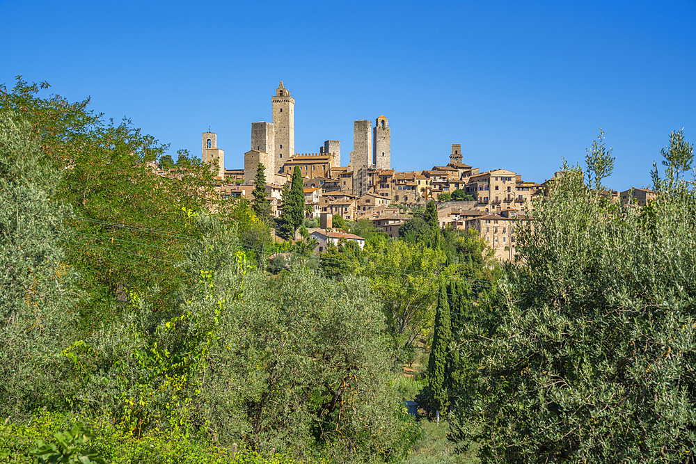 View of olive trees and San Gimignano, San Gimignano, Province of Siena, Tuscany, Italy, Europe