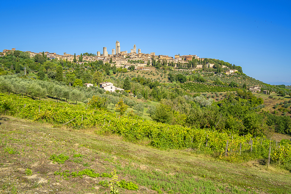 View of vineyards and San Gimignano, San Gimignano, Province of Siena, Tuscany, Italy, Europe