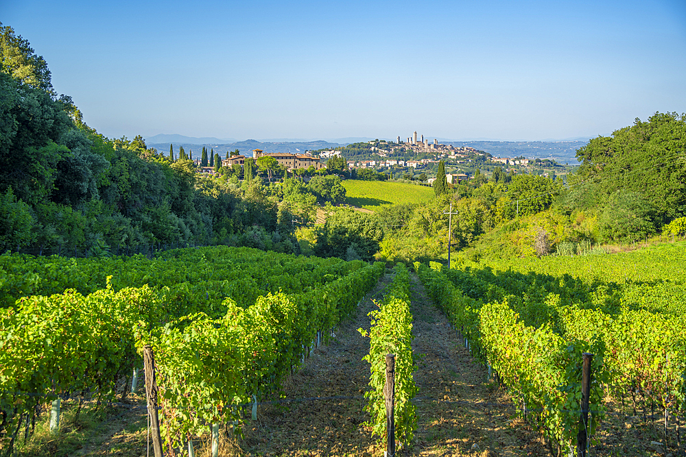 View of vineyards and San Gimignano in background, San Gimignano, Province of Siena, Tuscany, Italy, Europe