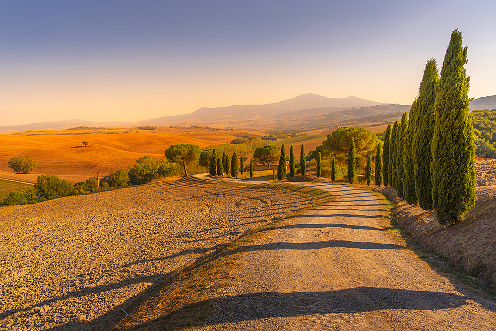 View of cypress trees and landscape in the Val d' Orcia near San Quirico d'Orcia, UNESCO World Heritage Site, province of Siena, Tuscany, Italy, Europe