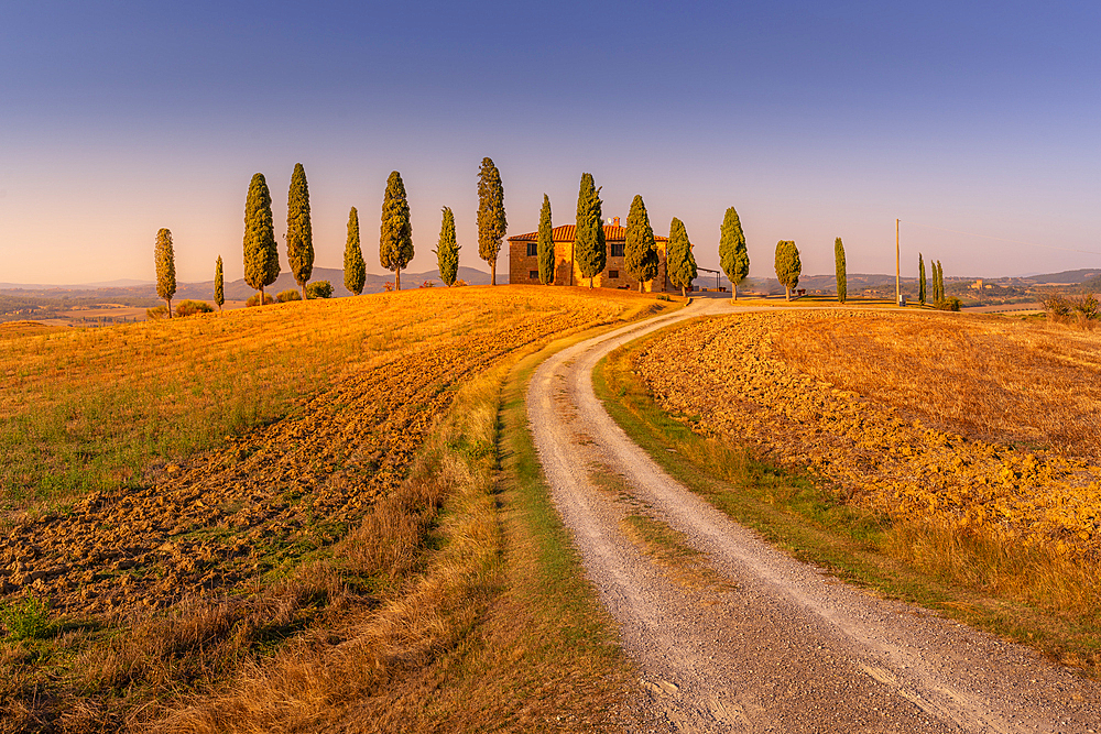 View of cypress trees in landscape near Pienza, Val d'Orcia, UNESCO World Heritage Site, Province of Siena, Tuscany, Italy, Europe